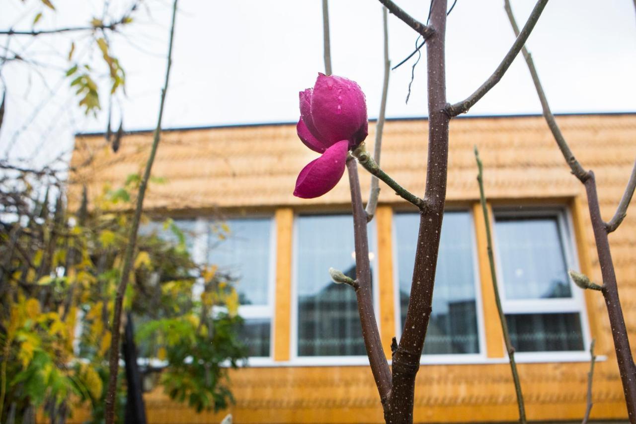 Hotel Casa Cu Magnolii Poienile Izei Exteriér fotografie
